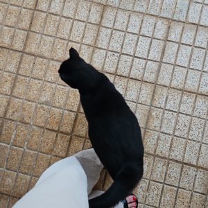 Eine schwarze Katze ist zu sehen.